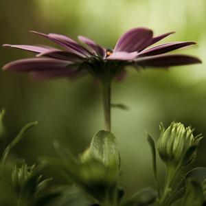 Flower Power, photography by Julienne Rose. In Nature, Vegetal