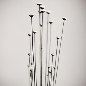Fragiles... , photography by Julienne Rose. In Nature, Vegetal