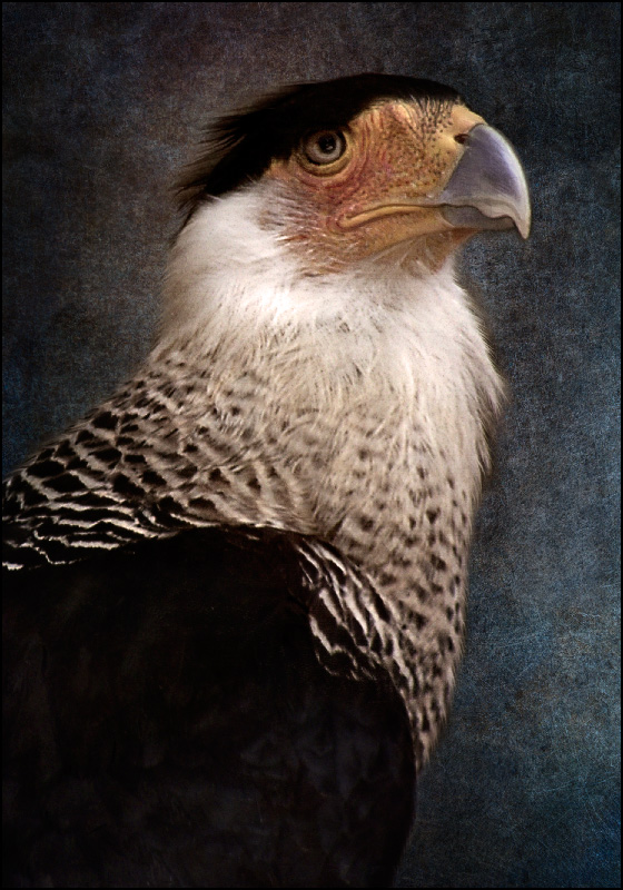 Caracara Hupp&eacute;, photography by Popok. In Nature, Animal, Bird