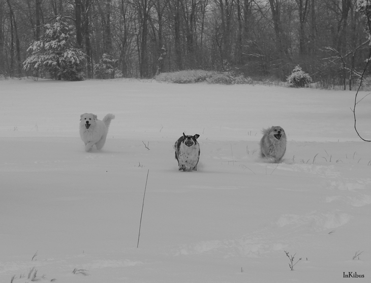 School is out, photography by Alana 'inki' Schmitt. A perfect day to get out and have some fun in the snow.. sony dcs h2. In Nature, Animal, Domesticated