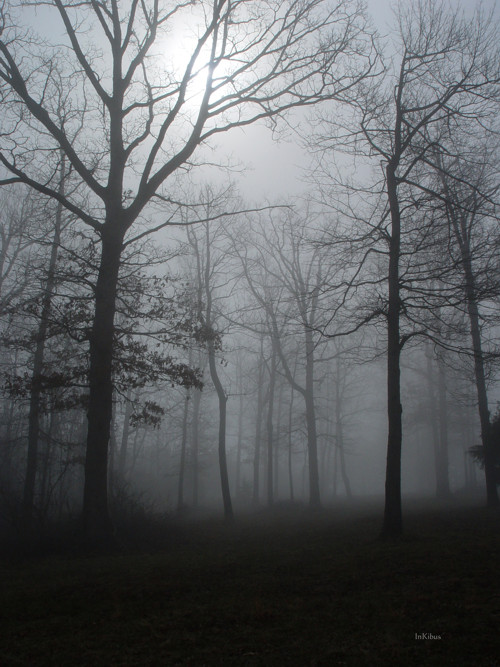 Fog forest 1, photography by Alana 'inki' Schmitt. A very heavy fog that came through.. Sony dscf717. In Nature, Weather