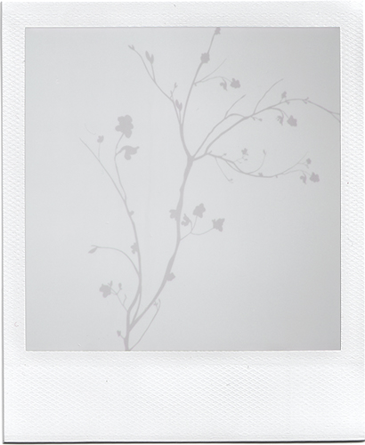 tree, photography by Bl0emetje Jilke. polaroid 635cl