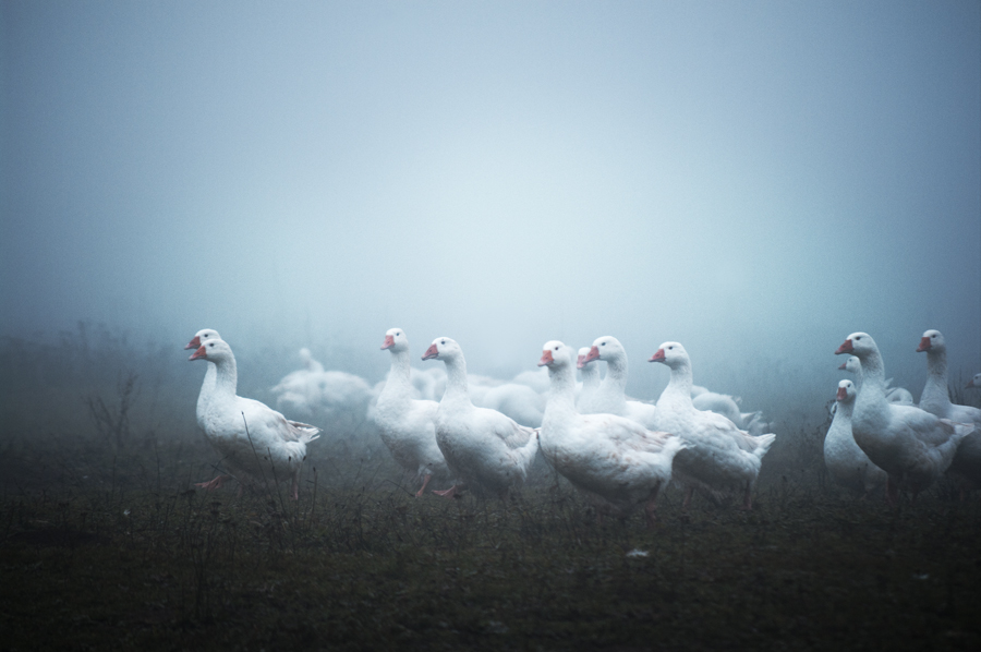 Http://www.momento-eterno.de/. In Nature, Animal. Geese, photography by Carmen Spitznagel. Image #388508