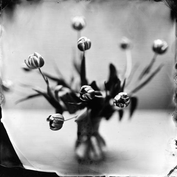 Tulips 2, photography by Jeanne Wells. Anthony 8x10 wetplate camera. wetplate collodion (tintype). In Nature, Vegetal, Flower, plant