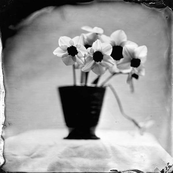 Daffodils, photography by Jeanne Wells. Anthony 8x10 wetplate camera. wetplate collodion (tintype). In Object, Still life