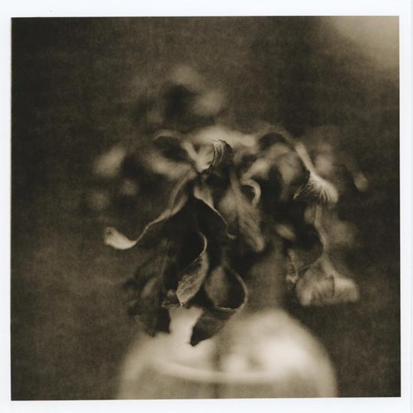 Jane's, Artwork by Jeanne Wells. rolleiflex sl66. lith print. In Nature, Vegetal, Flower, plant