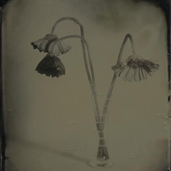 Gerberas, Artwork by Jeanne Wells. 5x7 wetplate camera. wetplate collodion (tintype)