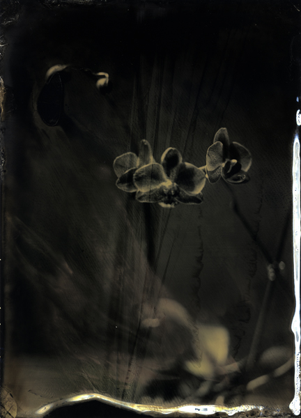 this is a 5x7 tintype. wplate collodion. In Nature, Vegetal, Flower, plant. Orchid 2, photography by Jeanne Wells. Image #429573