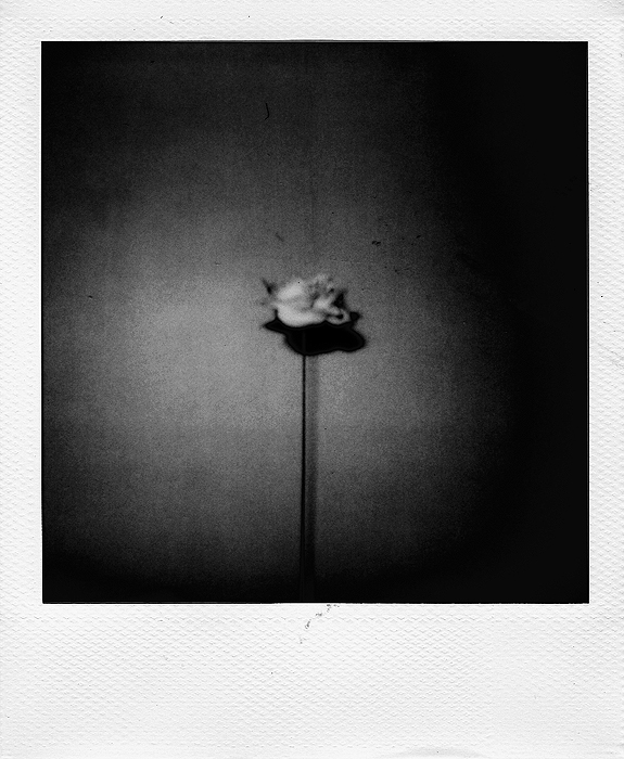 Pola. In Object, Still life. where the wild roses grow, photography by Sylvain Norget. Image #77828