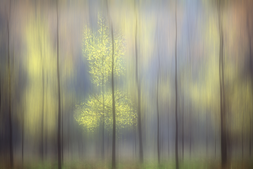 P 288 Alone among the others..., photography by Fernand Hick. Nikon F5 et 300 mm. In Nature, Vegetal, Tree, forest