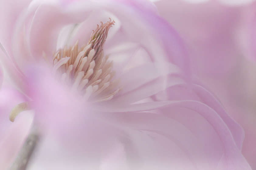 Nat 112 Magnolia, photography by Fernand Hick. D300 and 105 Macro. In Nature, Vegetal