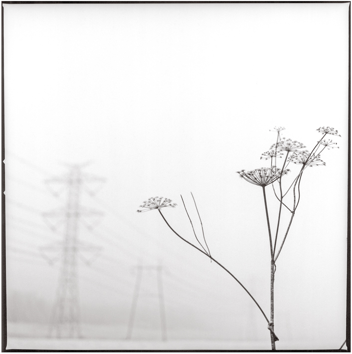 Weed, photography by Svend Videbaek. Scan of print.. 6 x 6 cm. In Nature, Scenery