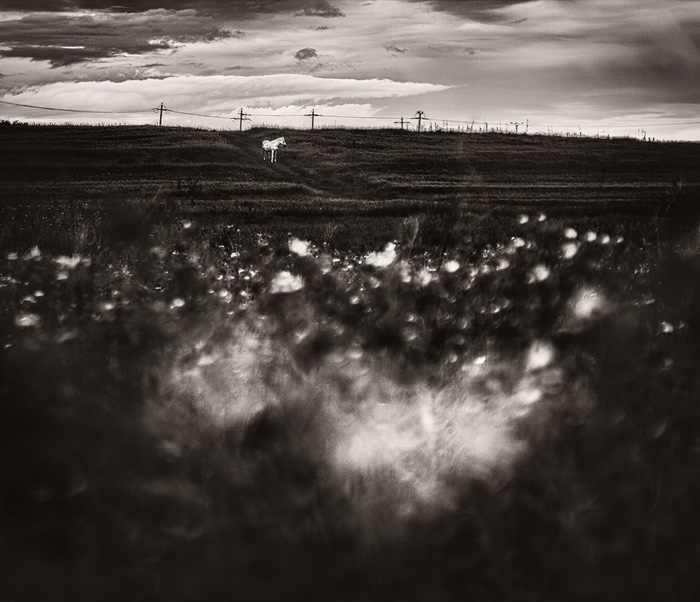 In Nature, Animal, Domesticated. Lyrical Piece 8491, photography by Andrei Baciu. Image #389285