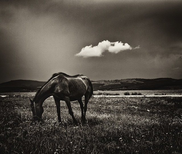 In Nature, Animal, Domesticated. Lyrical Piece 8622. With Two Old Friends, photography by Andrei Baciu. Image #392839