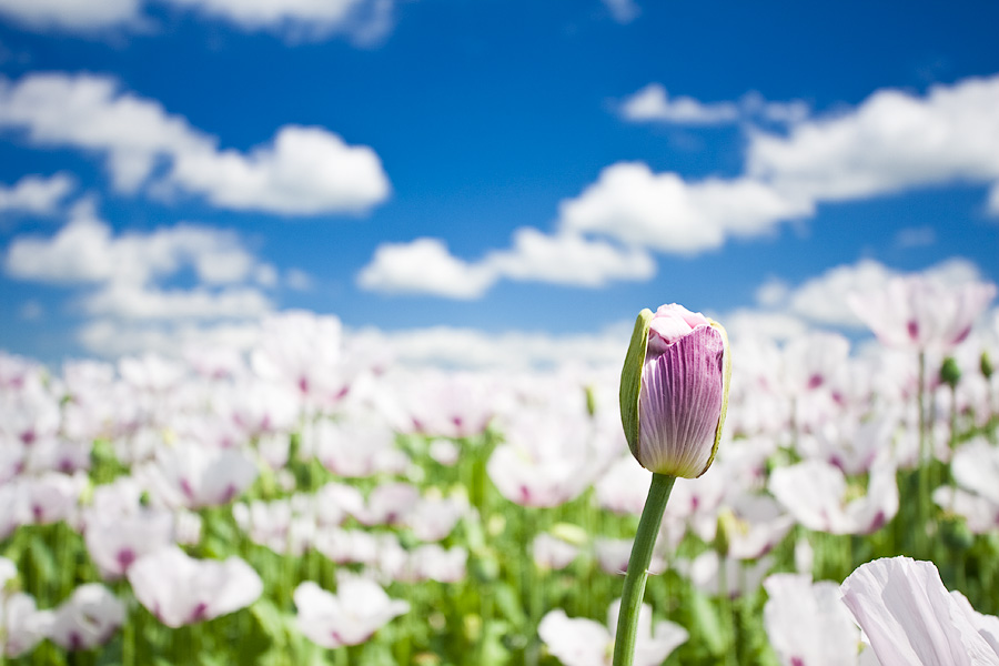 About to Burst, photography by Pete Latham. We came across these lilac coloured poppies whilst looking for 'traditional' red ones.  A field full of these is quite a breathtaking view.

http://visualpersistence.redbubble.com/sets/131512/works/5388124-1-about-to-burst. Canon EOS 40D. In Nature, Vegetal