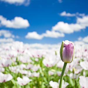 About to Burst by Pete Latham