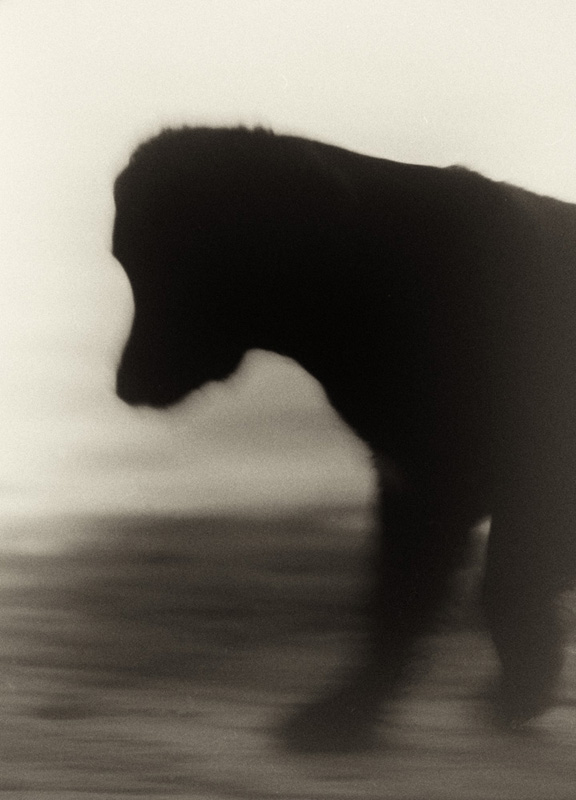 Nikon F3. B&W film. In Nature, Animal, Domesticated. In The Summertime, photography by Christofer Grandin. Image #278399