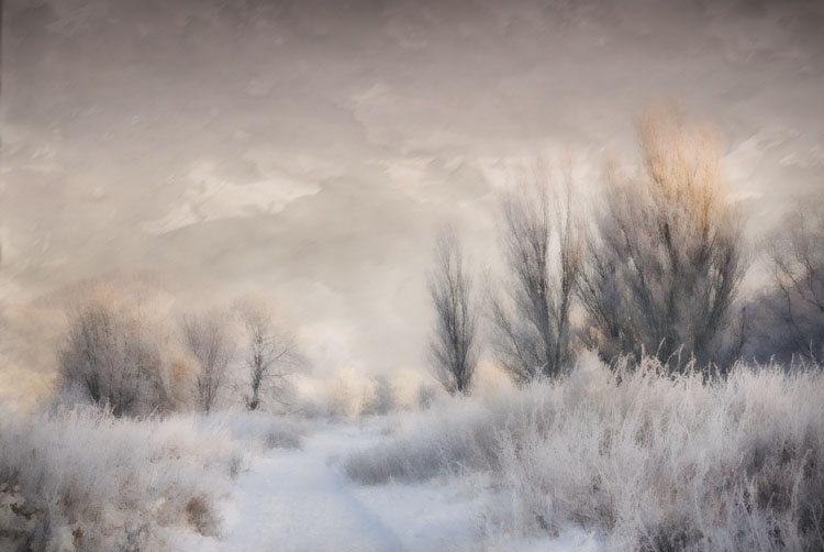Ambiance Hivernale, photography by Eddy De Wilde. In Nature, Vegetal, Tree, forest