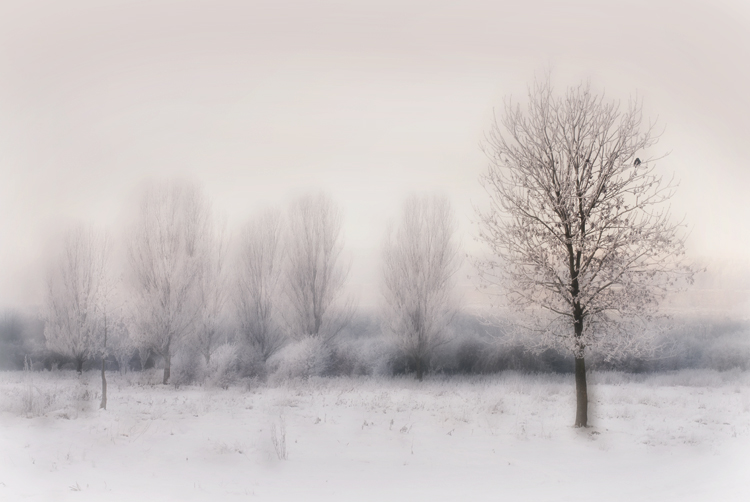 L'Arbre et l'oiseau, photography by Eddy De Wilde. In Nature, Scenery, Countryside