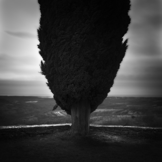 a tree with a view, photography by Karmen Orlic Grzetic. Istrian landscape. In Nature, Vegetal, Tree, forest
