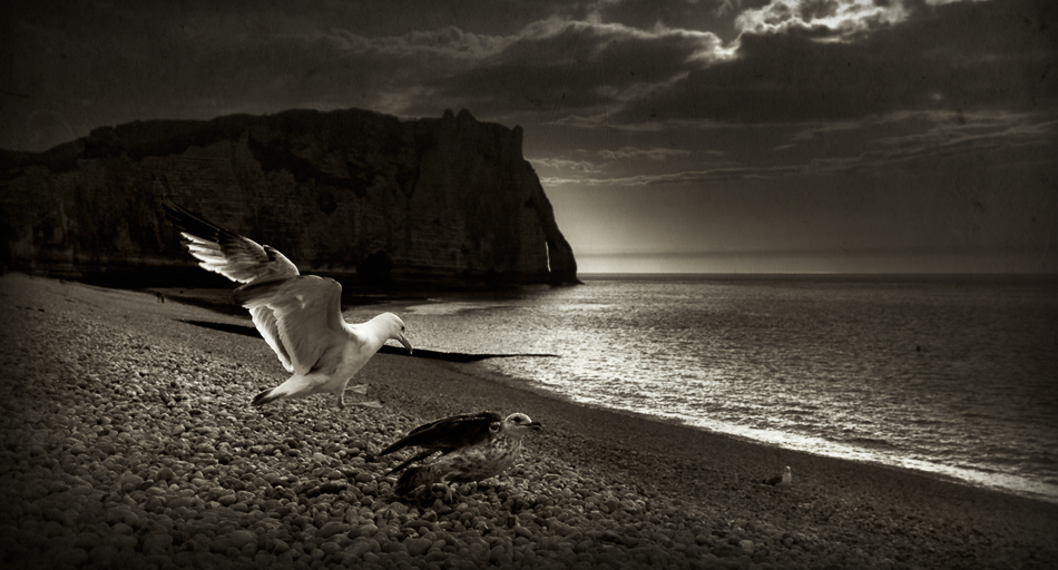 A Fight, photography by Karmen Orlic Grzetic. in Etretat. Olymus E1. ps. In Nature, Animal, Bird
