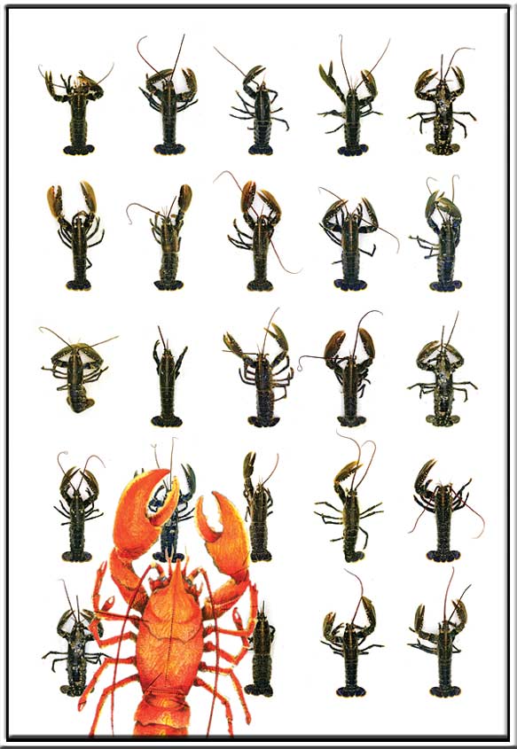 decadent death. nikon, mac, epson, paint. print,painting on canvas. portraits of lobster 20002, processing by Peter Janssen. Image #121663