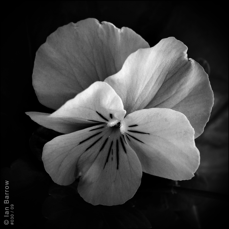 #030-09, photography by Ian Barrow. Lumix DMC-T25. In Nature, Vegetal