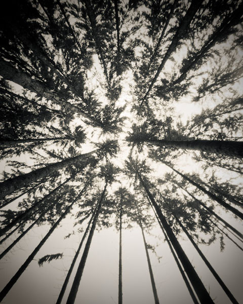 pinhole 225, photography by Darius Kuzmickas. pinhole camera. In Nature, Vegetal, Tree, forest