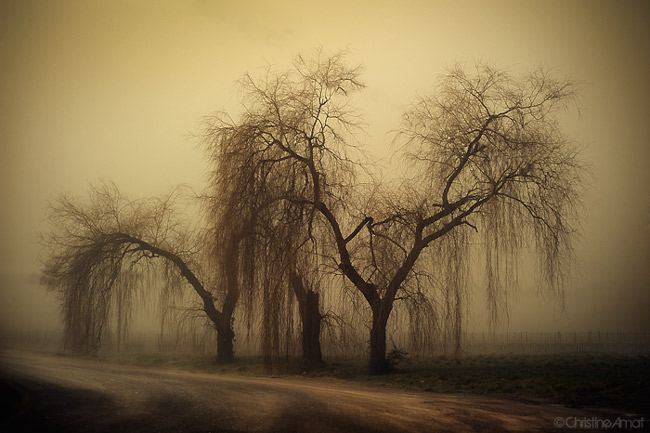 When The Trees Are Crying, photography by Christine Amat