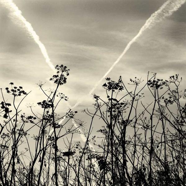 Untitled - Fedoroff Tanya
