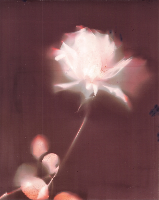 Red Rose, Artwork by Silvino Gonz&aacute;lez Morales. 24 hours of exposure under sun's and moon light.. black and white photographic paper, rose from my godson's garden, sun,glass. Lumen print