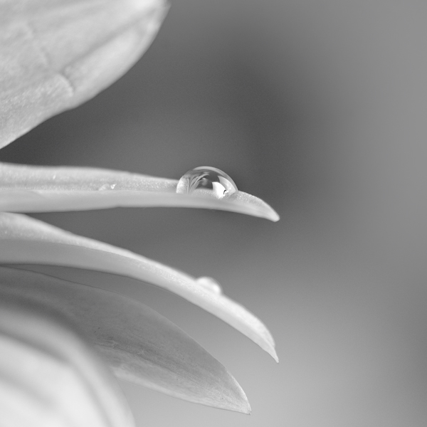 I Have A Dream, photography by Ageel Alluhaibi. In Nature, Vegetal