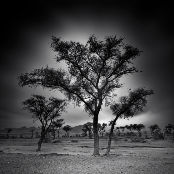 Family, photography by Ageel Alluhaibi. In Nature, Vegetal, Tree, forest