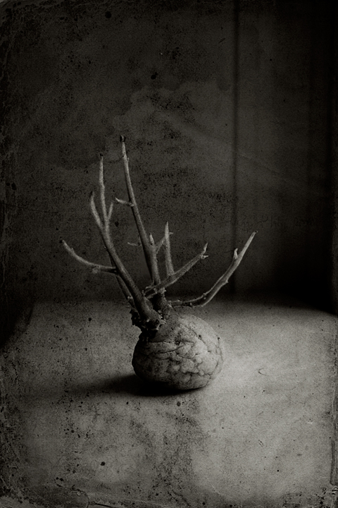 Growing a mind, photography by Sabina D.. while cleaning the vegetable drawer, i found this potato that magically turn itself into a coral.. quand je faisais ordre parmi les legumes, j'ai rencontre cette pomme de terre que c'est metamorphosee dans un corail. In Object, Still life