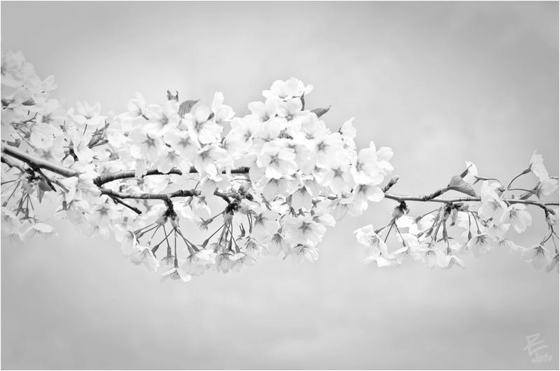 A Whisper, photography by Egle Cathy Zioma. Sakura of Vilnius.. Nikon D90. Photography. In Nature, Vegetal