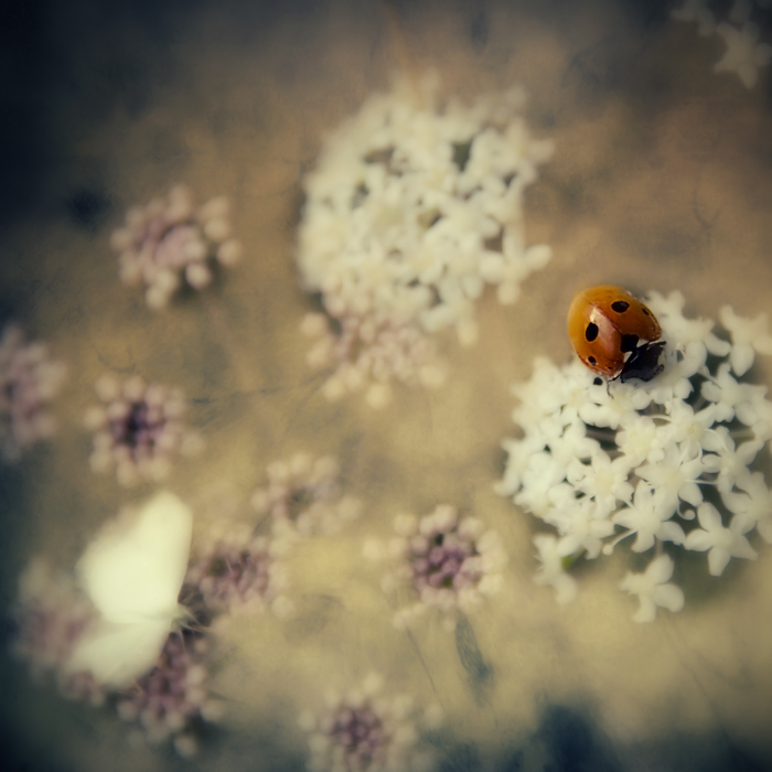 Juste Une Touche De Rouge, photography by Martineb. NIKON D 90. PSCS 3. In Nature, Vegetal, Flower, plant