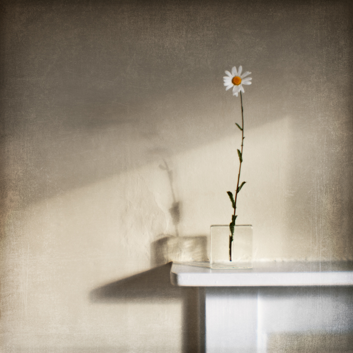 Oxeye, photography by Mark Sadlier. A wild flower from just behind the house.. Homemade lens. In Object, Still life