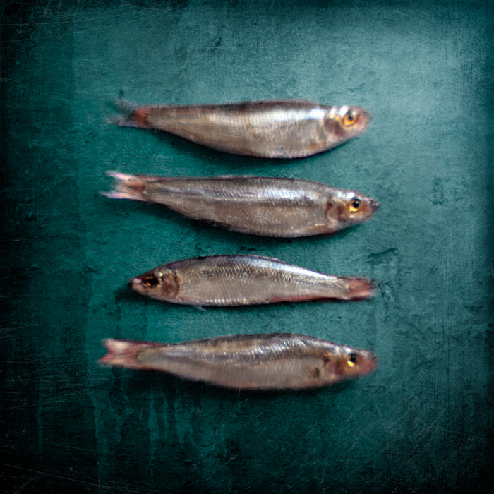 Against the flow, photography by Mark Sadlier. Do you ever get the feeling you're swimming in the wrong direction?. Homemade lens. In Object, Still life