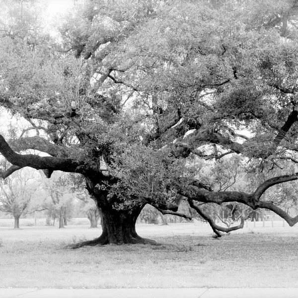 mysteries of the dueling oak, photography by Cile Bailey. Digital black and white conversion wtth an inferred filter for an surreal feel. cannon  xti. black and white conversion with an inferred filter. In Nature, Vegetal, Tree, forest