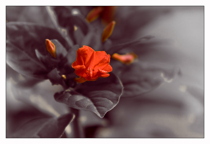 Love in red, photography by Nicoleta Negrut. Canon EOS 400 D. In Nature, Vegetal