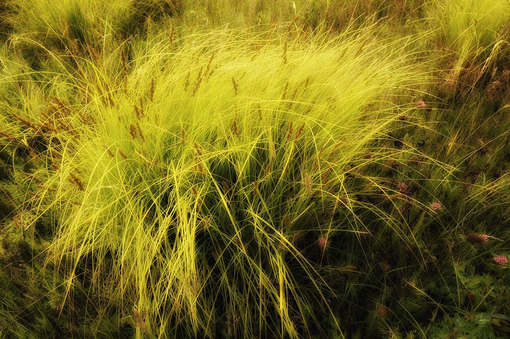 Meadow Grass, photography by Craig Robinson. D700. In Nature, Vegetal, Flower, plant