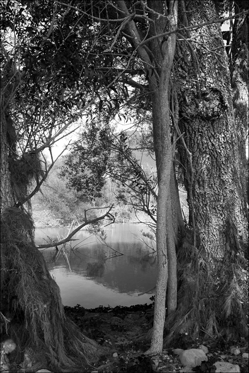 Look Back In Anger, photography by Renato Corradi. digital. In Nature, Vegetal, Flower, plant