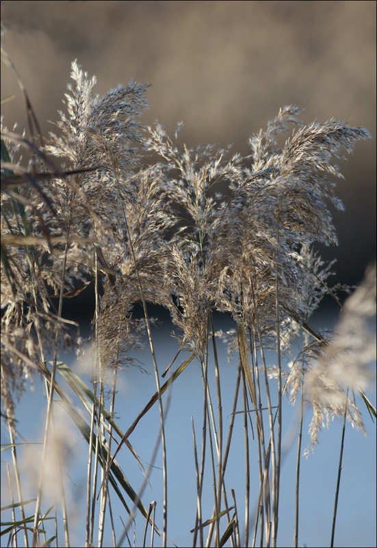 Untitled, photography by Renato Corradi. In Nature, Vegetal, Flower, plant