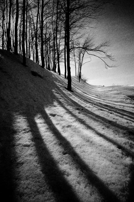 Untitled, photography by Walter Caterina. In Nature, Vegetal, Tree, forest