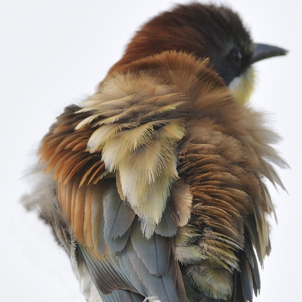 Merops Apiaster, photography by Walter Caterina. In Nature, Animal, Bird