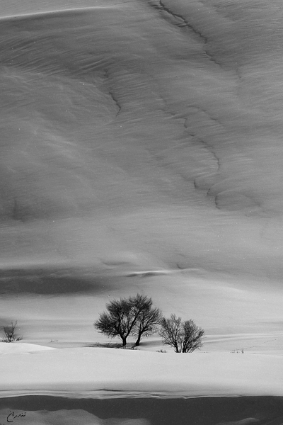 Winter, photography by Bahram Tondran. Canon EOS 50D + Canon 70-200 f/2.8. W/B. In Nature, Vegetal, Tree, forest