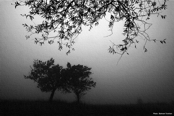 Untitled, Artwork by Bahram Tondran. Canon 50D , Canon 70-200 l f:2.8. W/B