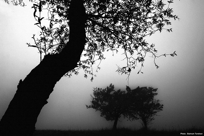 Untitled Tree, Artwork by Bahram Tondran. Canon 50D , Canon 70-200 l f:2.8. W/B