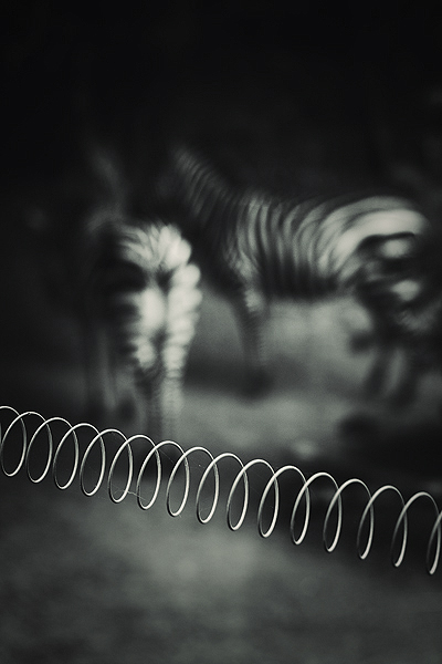 zoo, photography by Steve Allsopp. In Nature, Animal, Wild
