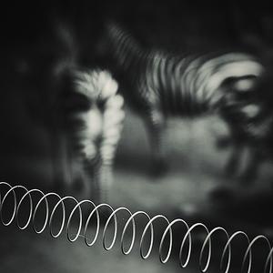 zoo by Steve Allsopp